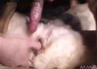 Dude inserting his penis in a dog's greedy and furry pussy here
