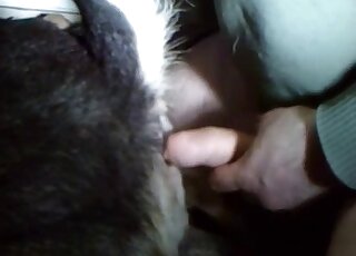 Closeup video showing a chubby zoophile feeding dog his dick