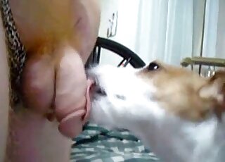 Well-hung guy lets this animal lick his penis with its playful tongue