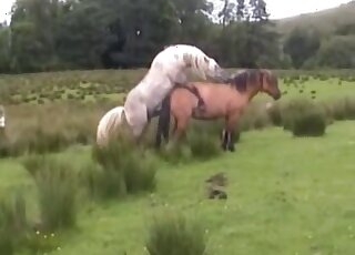 White horse using its dick to fuck this mare's pussy violently
