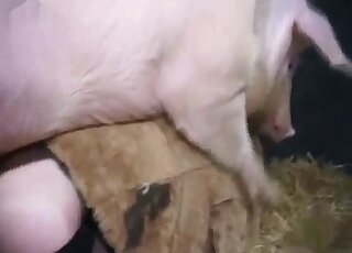 Black stockings lady getting fucked by a pig in a taboo zoophile video