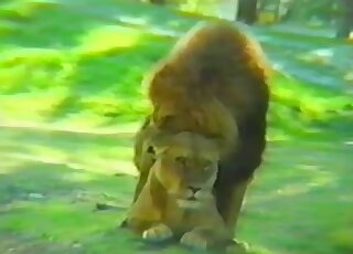 Lion fucking movie with a lioness bottoming for her big dick king