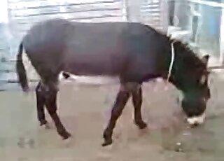 Sweet fucking movie with brown donkeys that want real orgasms