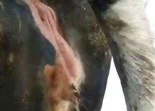 Unfucked animal pussy is being showcased in a hot porn video