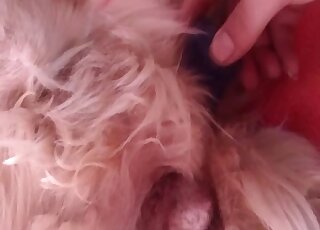 Sexy animal's pussy getting proved in a hot zoophilic sex scene