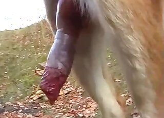 Dude jerks off in front of a dog to let the dog lick dick and whatnot