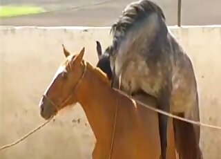 Brown mare is ready to let this animal rip its horse vagina apart