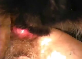 Closeup gape and other forms of hot bestiality with a black dog