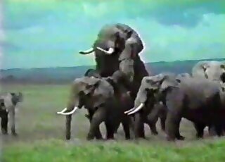 Animal porn movie showing elephants that enjoy hard group fucking
