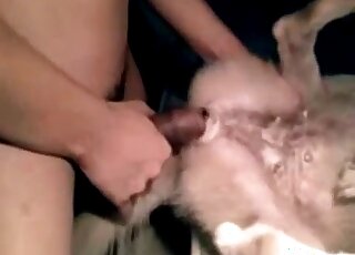 Dude uses his penis to fuck his furry and small dog in missionary