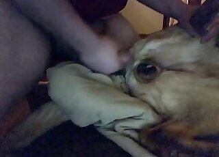 Attractive zoophile dude cums all over the dog's pussy in the dark