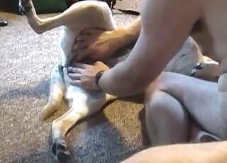 Dog lying on its back as it receives a great handjob from a zoophile