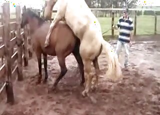 Outdoor horse-on-horse fucking with a hung brown stallion in HD
