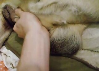 Passionate POV handjob scene with a furry dog cock being caressed
