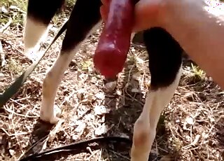 Dog's red cock is being showcased in an outdoor zoo porn video