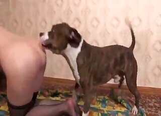 Fishnets-wearing Russian zoophile gets fucked by a sexy dog here