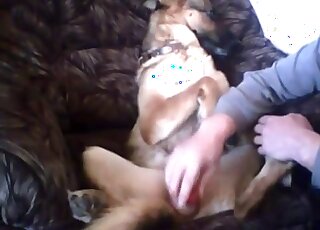 Nasty sex session showing a dog that gets dildo fucked in mish