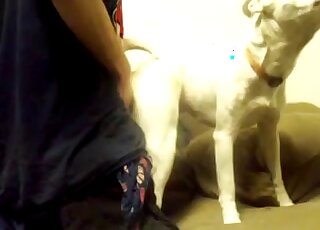 Guy fucks dog from behind and this white animal is moaning too