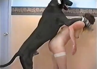 Bushy pussy babe is going to get fucked by a black dog right here