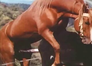 Aroused horse has a giant raging erection ready for his mare