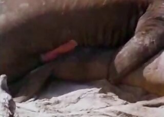 Passionate copulation between seals at a beach caught on camera