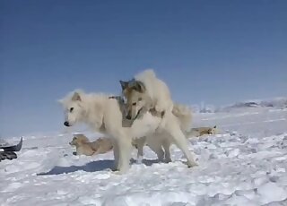 A pair of Samoyed dogs are having sex fun in the snow