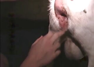 Close-up on animal's privates while young guy does anal fingering