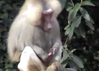 PMV Curious Baboon is caught stroking his erect dick until orgasm