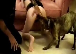 Kneeling babe gets pussy licking favor from dog in vintage zoo porn