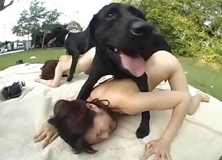Black Labradors dominate two Japanese pussies in a zoo foursome