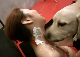 Asian redhead lets Labrador lick her out after petting him