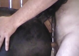 Horny zoophiliac stuffs wet horse pussy with his hard shaft