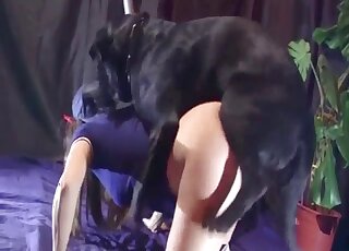 Black Labrador vigorously pumps pussy of young brunette girl