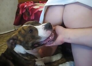 Amateur couple is trying to lure Pit Bull into doggy banging