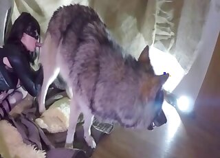 Brunette MILF gently licks giant cock of a fluffy dog