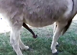 Amateur animal porn - Donkeys in heat get ready for copulation