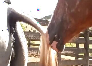 Animal porn - Mare wet pussy is ready for giant horse cock
