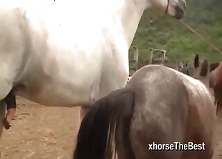 White horse stallion tries to sexually dominate black mare on a farm