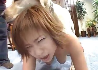 Young Oriental girl gets topped by two Labradors in heat