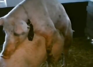 Vintage zoo sex video with fat pig in the main role