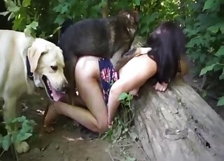 Brunette MILF is surrounded by two dogs in outdoor threesome