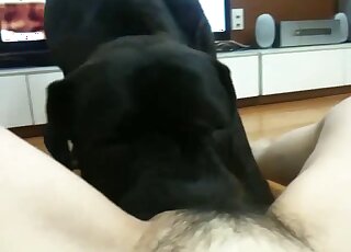 POV black dog is filmed while treating hairy pussy with munching