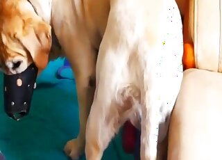 Masked chick in a whorish outfit deepthroating a white dog's dick