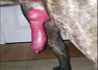 Puffy pussy of a zoophile gets seriously damaged during dog fucking