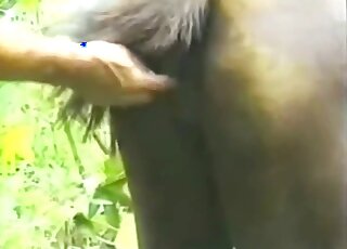Animal pussy gets fingered before he decides to enter it full force