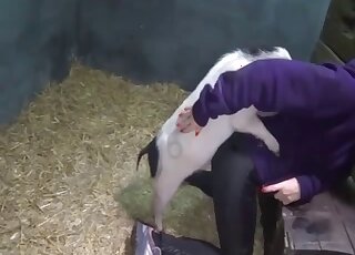 Attractive zoophile chick gets her pussy turned inside out by a beast