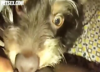 Small puppy licks ebony woman's cunt when she's masturbating on cam