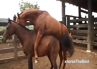Stallion fucks his female and horny zoo porn lover watches