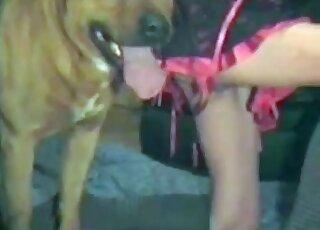 Hard shaft of a dog gets deep inside tight cunt of a zoophile slut at home