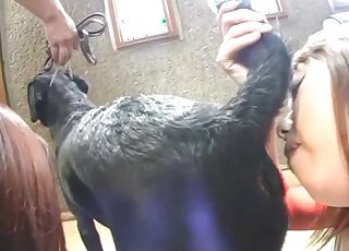 Aroused Asian sluts play with a thick dog dick like real sluts